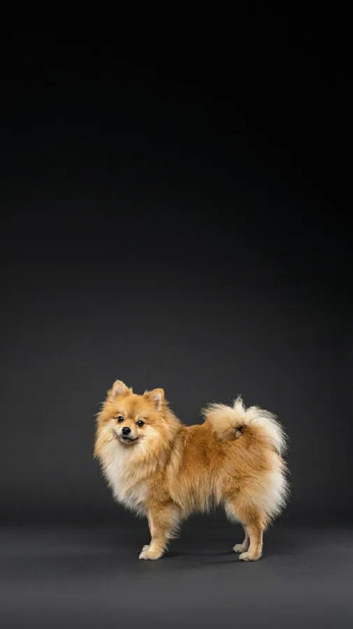 Lulu da Pomerânia caramelo em fundo escuro